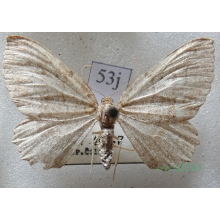 Philereme vetulata (Denis & Schiffermüller, 1775) female Paśnik kłębiniec Czech53j